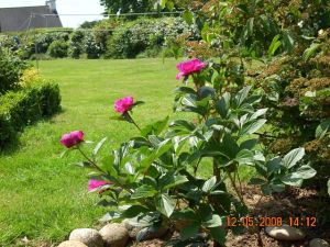 le-bonheur-de-marcher-pieds-nus-dans-lherbe-grasse1