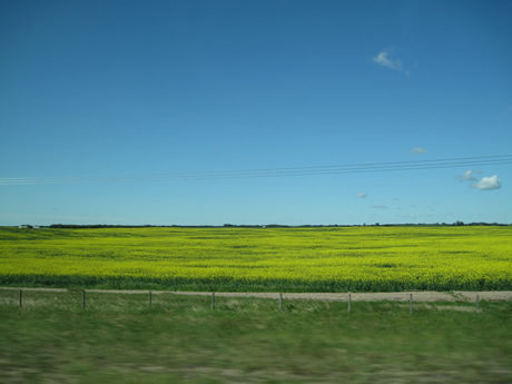 eh oui, Dijon fait sa moutarde avec du colza d'Alberta et de Saskatchewan!