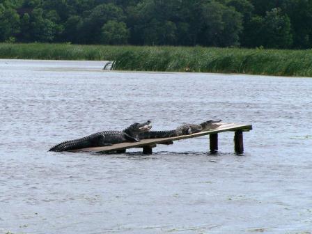 Bain de soleil des crocodiles de la Magnolia Mansion en Caroline du Sud - Fabulous Fabs Bain de soleil des crocodiles de la Magnolia Mansion en Caroline du Sud - Fabulous Fabs
