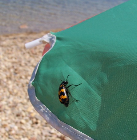 bébéte au soleil bébéte au soleil
