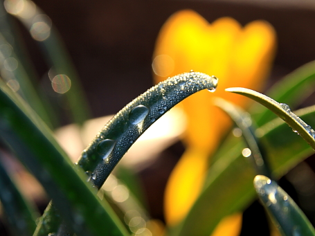 Rosée et crocus Rosée et crocus