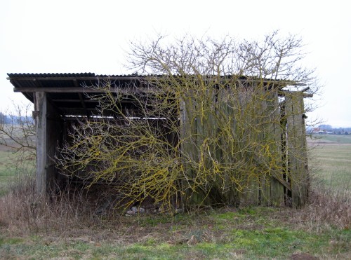 2009 janvier chats 001