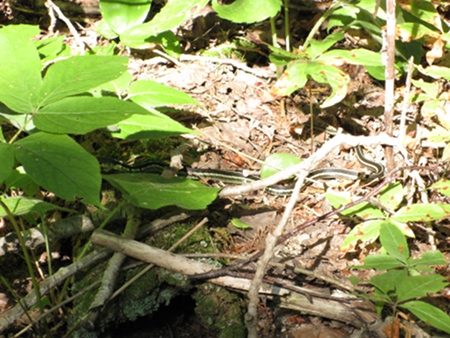 img_4790 (photodetruc)