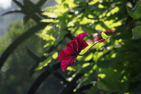 summerflower-princessh