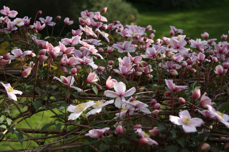 27 avril 2013, enfin le printemps, ça fait plaisir à voir, les clochettes de ma clématite montana sur ma pergola