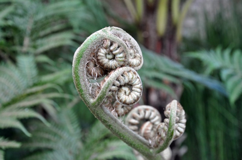 Jardin des Plantes -07-11 (9) -1