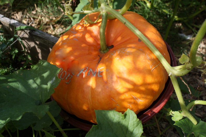potiron rond de mon potager