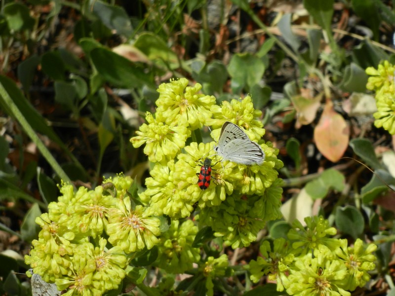 008Insectes1111111111