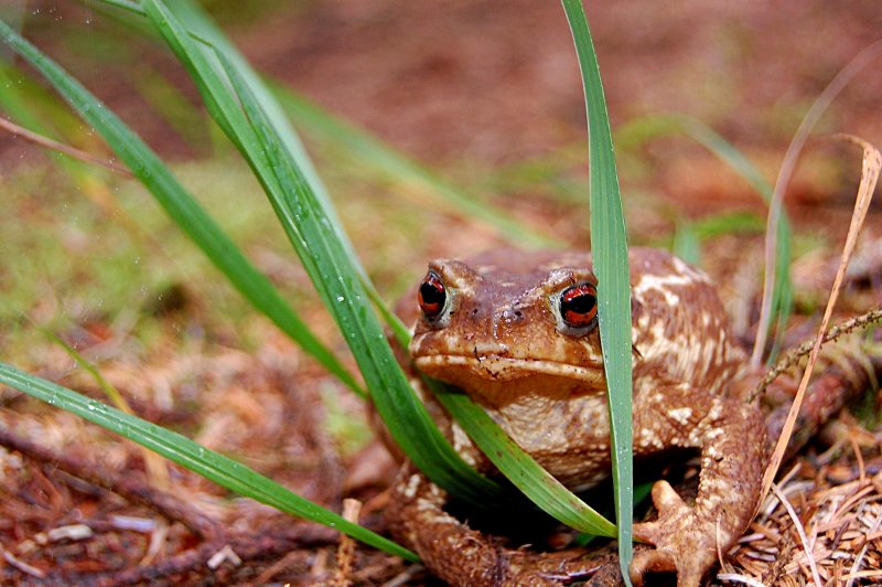 Charmant prince - crapaud
