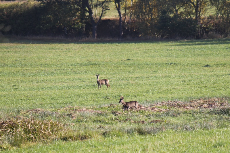 elpadawan_un_truc_sauvage