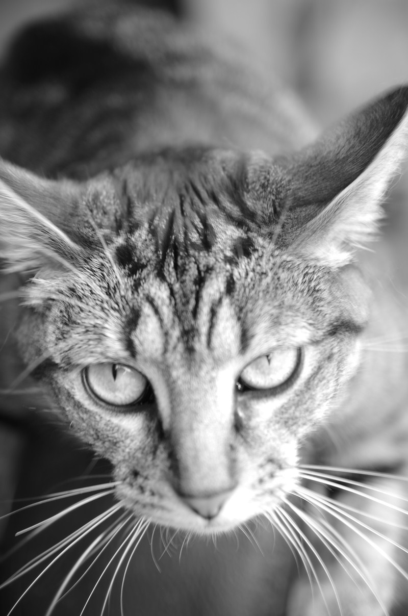 TRUC-SAUVAGE (Copier)