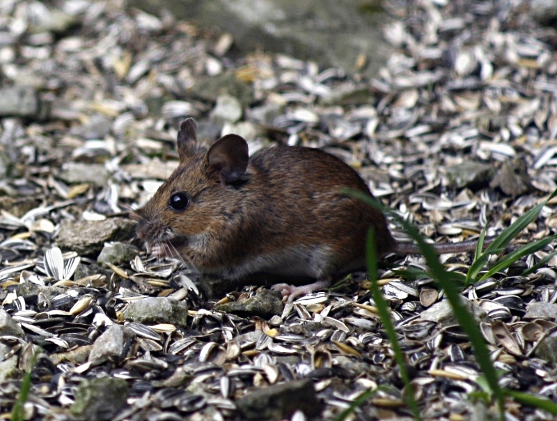 Un plus petit que moi - mulot