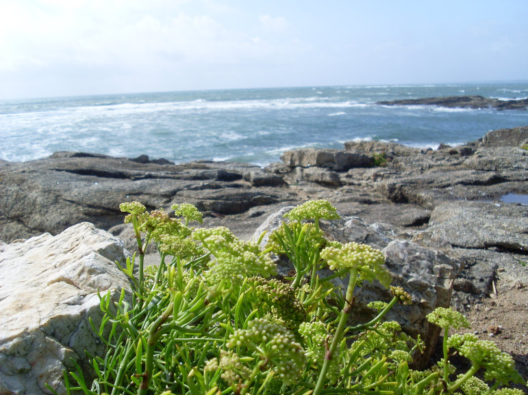 un truc sauvage 1 réd