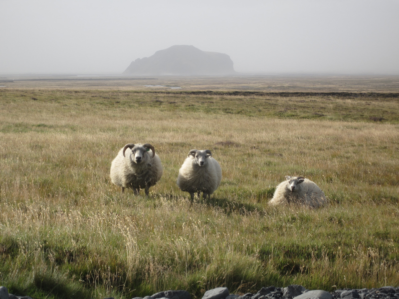 Moutons en train de regarder ma tante faire pipi derrière la voiture.