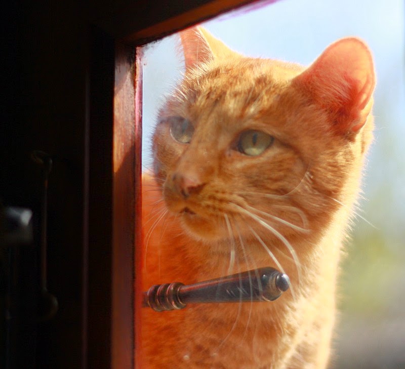 léon derrière la porte