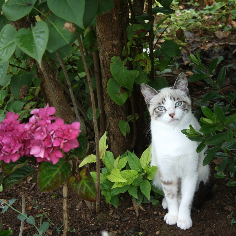 crapotte, chaton abandonnée par sa mère dans notre jardin au printemps