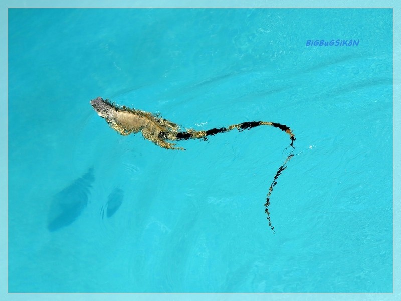 2014_12_01 un truc qui nage