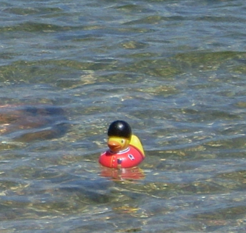 un truc qui nage 3 petit