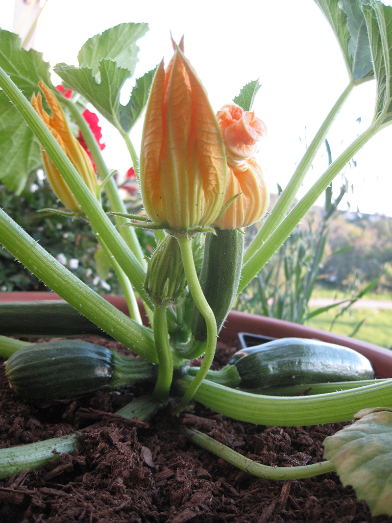 courgettes