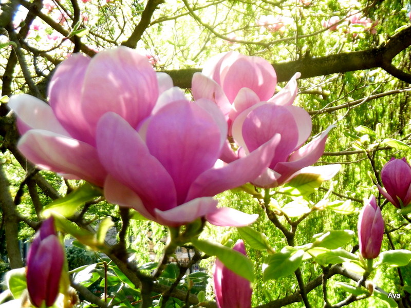 Magnolias for ever