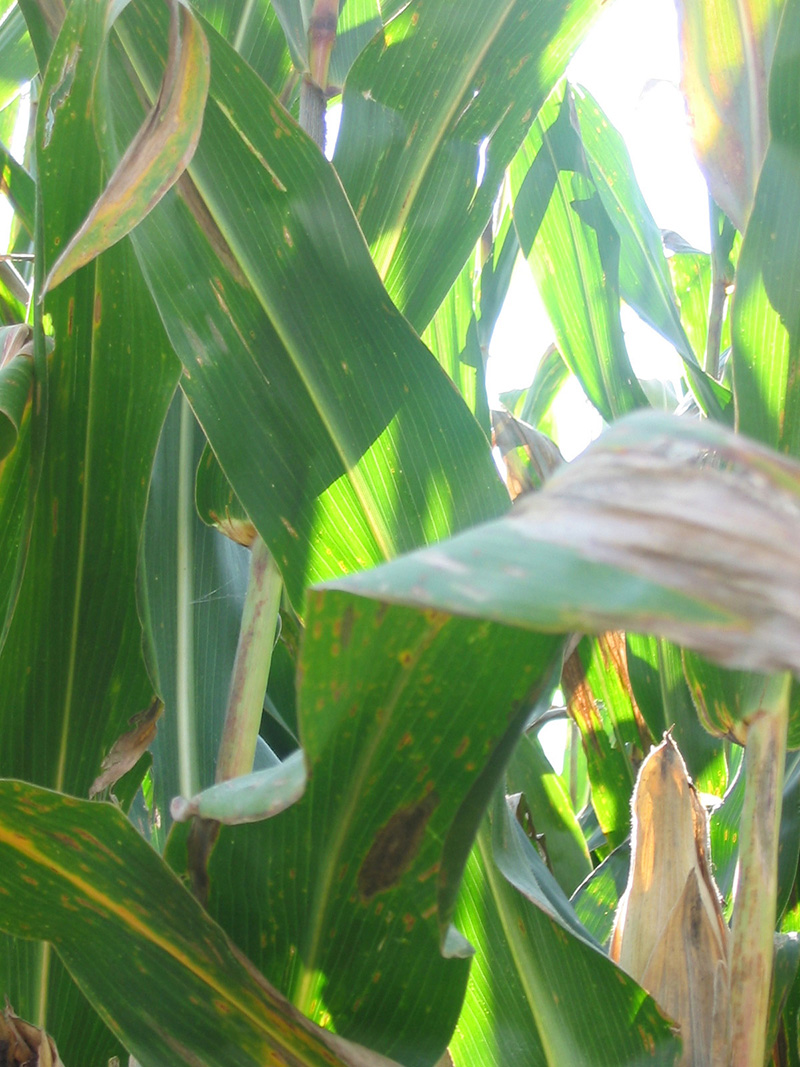 corn1