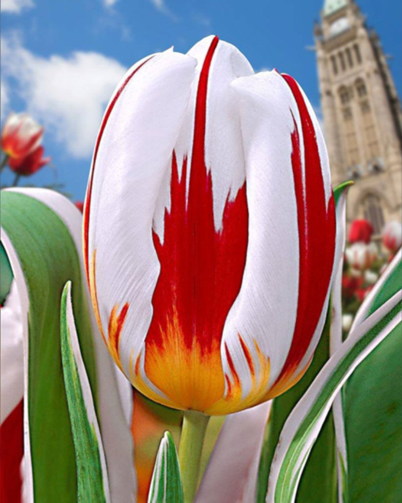 canada-150-tulip